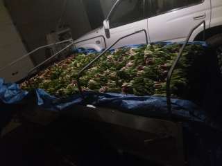 Калба (Черемша)