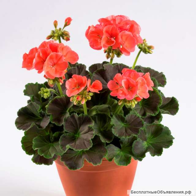 Ратения для сада, предметы интерьера