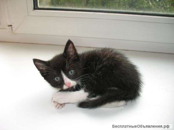 Котята 1,5 мес в хорошие руки