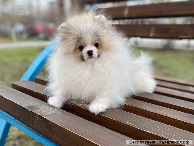Померанские шпицы от Ирлайн-дог