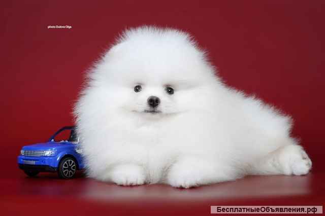 Померанские шпицы от Ирлайн-дог