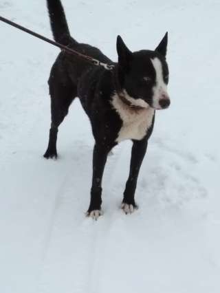 Пристраивается в хорошие руки, собака - Джеки