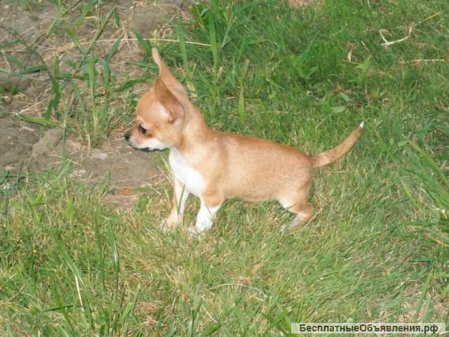 Выгул собак, кошек, харьков