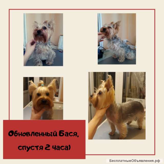 Стрижка собак