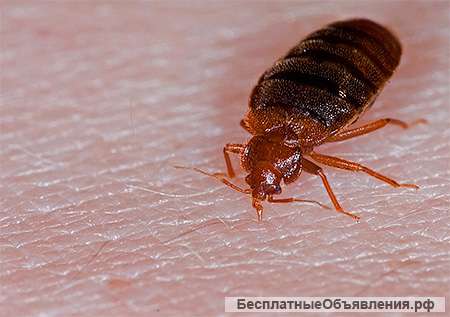 Потравить клопов