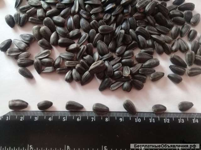 Жаренную семечку в быстрые сроки