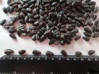 Жаренную семечку в быстрые сроки