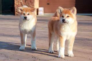 Щенки акита ину