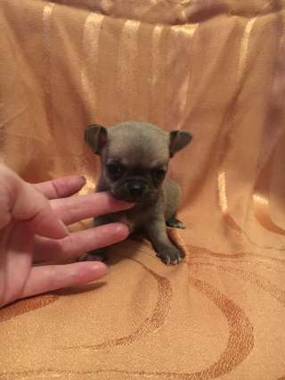 Миниатюрный мальчик чихуахуа