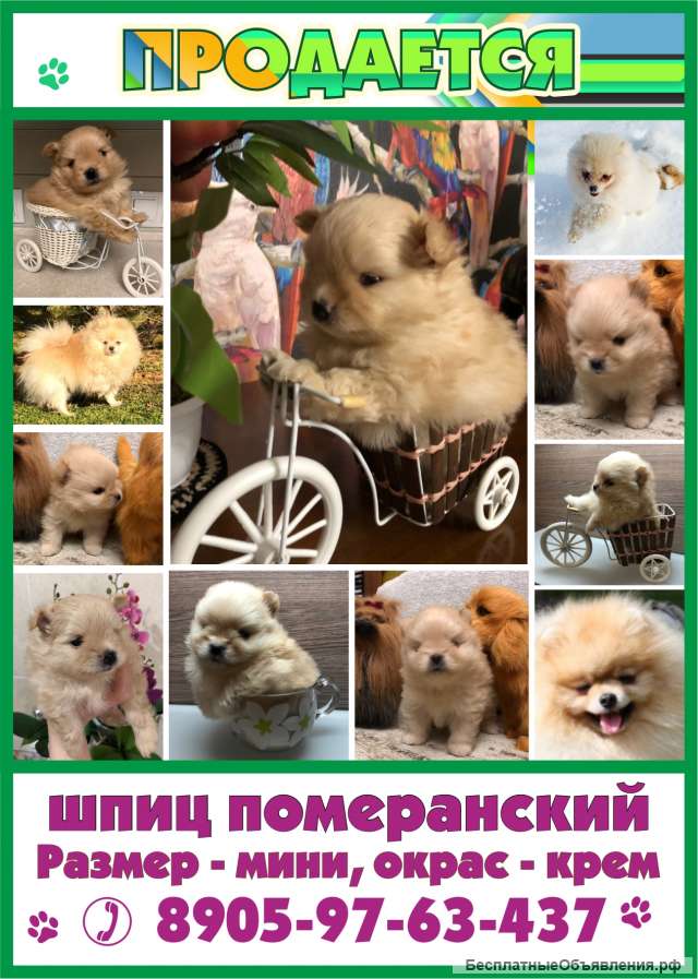 Шпиц львенок