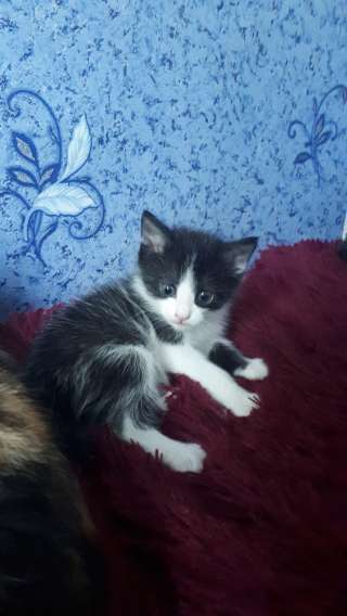 Котята