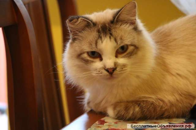 Прекрасный кот Мартин в дар