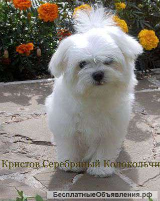 Мальтезе щенок мальчик
