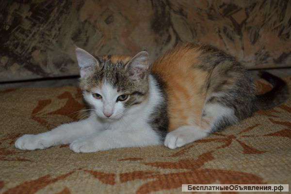 Отдам котенка в добрые руку