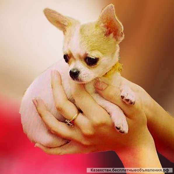 Питомник собак мелких пород