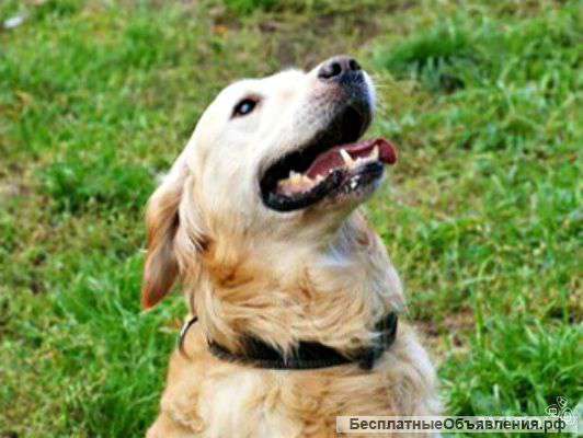 Золотистый ретривер Витас,в дар