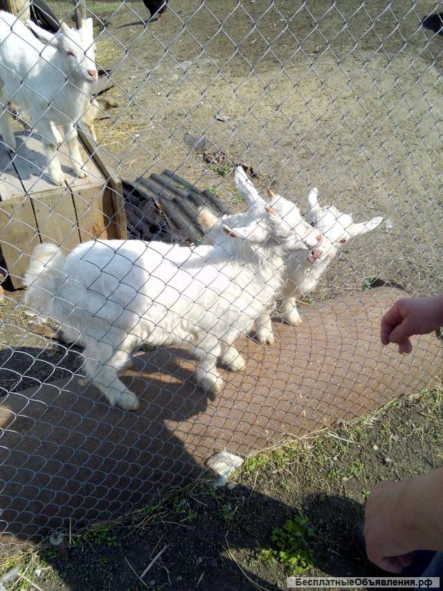 Козочки