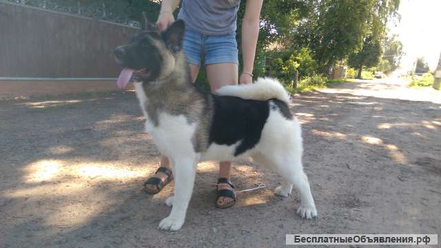 Потерялась собака