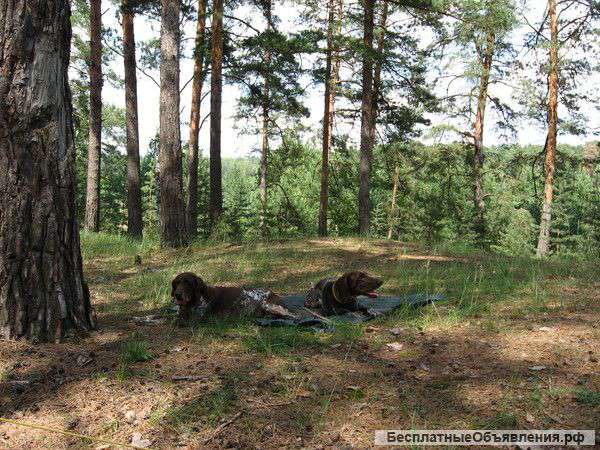 Дрессировка собак