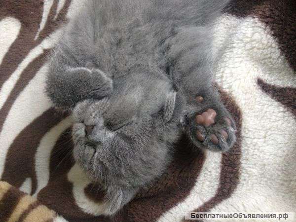 Шотландские котята скоттиш фолд и страйт