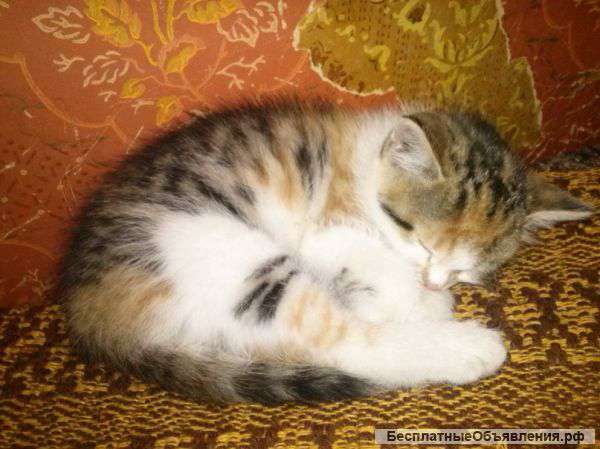 Кошечка ищет дом