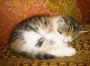 Кошечка ищет дом