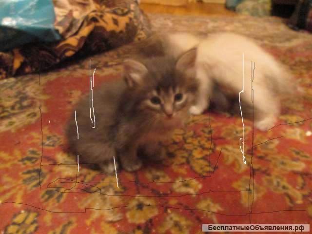 Котята в ответственные руки