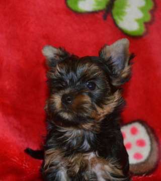 Щенки Йоркширского терьера