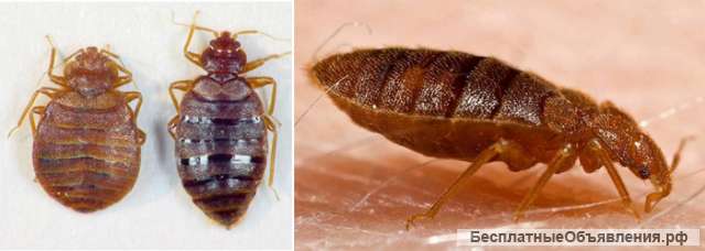 Потравить клопов в квартире