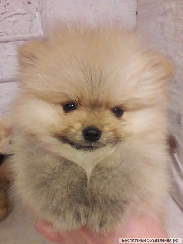 Щенки шпица с хорошей родословной