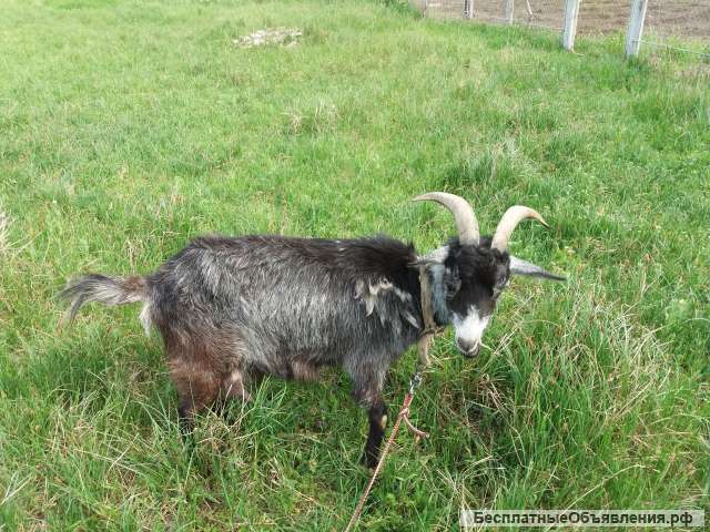 Дойная коза с козлятами