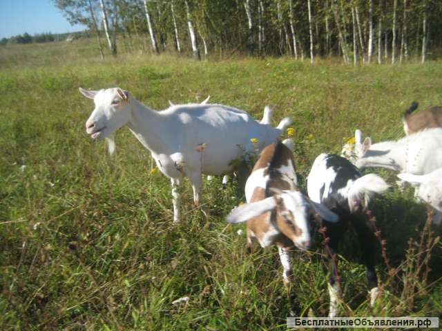 Зааненские, нубийские козы