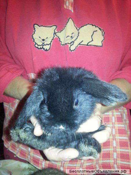 Декоративного кролика