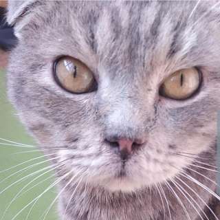 Котик шотландец ищет дом