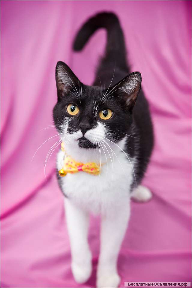 Котик Маркиз ищет дом