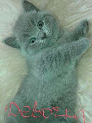 Шотландские котята