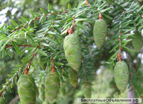 Эфирное масло Тсуги Канадской