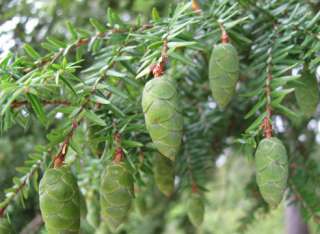 Эфирное масло Тсуги Канадской