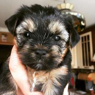 Породистые щенки йоркширского терьера, с документами