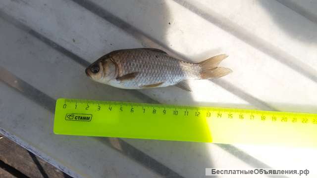 Живец. Карась 30-80 грамм