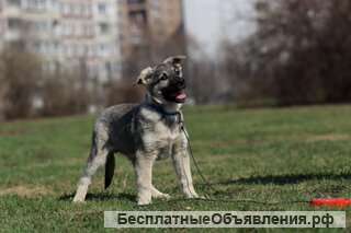 Классный щенок по имени Рэй