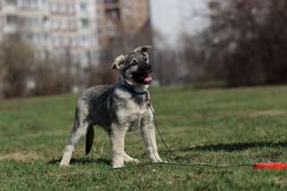 Классный щенок по имени Рэй