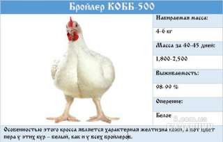 Цыплята бройлера КОББ-500 (Чехия)