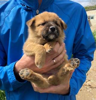 Плюшевые щенята идут дом