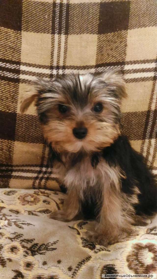 Щенки йоркширского терьера
