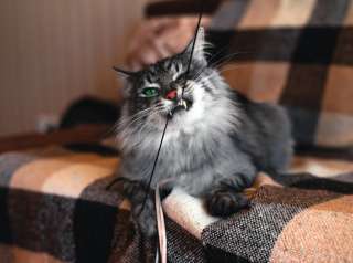 Сибирский кот Сильвер ищет дом и семью единственным котом