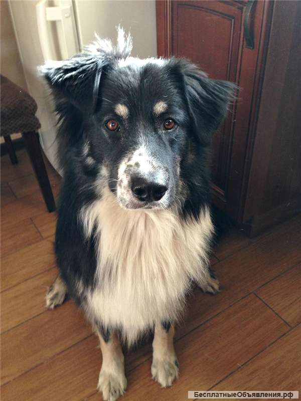 Невероятно красивый пес Байкал ищет дом