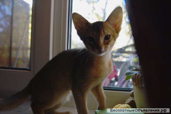 Абиссинский котик