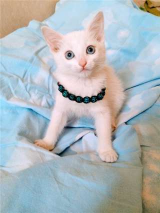 Белоснежный котенок в добрые руки