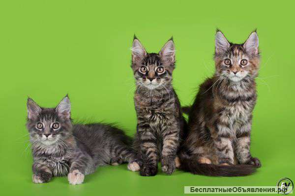 Мейн кун кошечки из питомника крупных линий